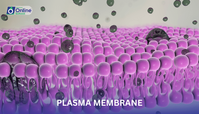 Lesson 05: Plasma Membrane - Composition and Function